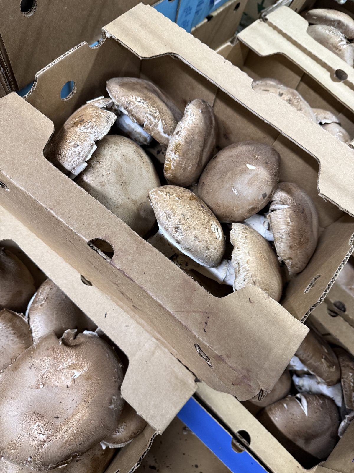 MAK Portabella Mushrooms